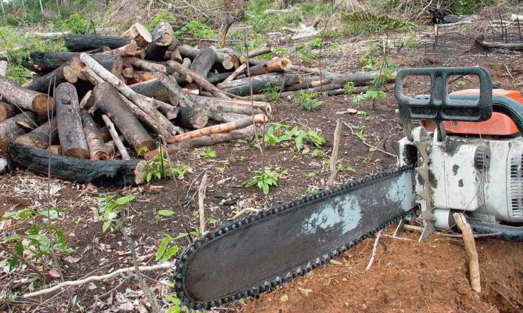 A imagem mostra ações de desmatamento ilegal na Amazônia.