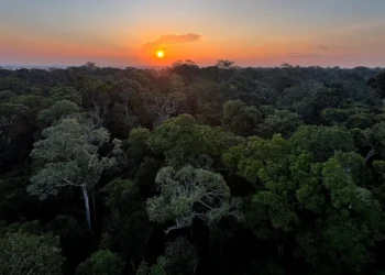 CNJ promove Semana da Pauta Verde entre 18 e 22 de agosto