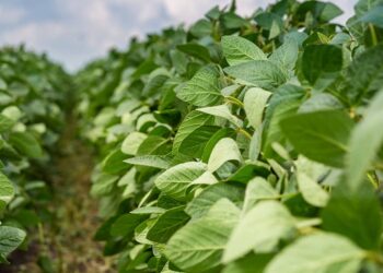 Justiça suspende decisão do Cade e mantém moratória da soja em vigor