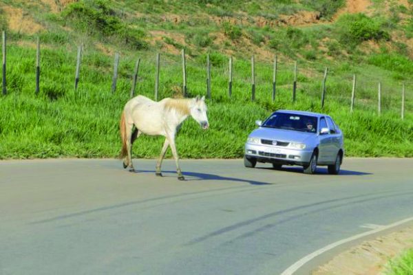 Animal atravessando uma rodovia