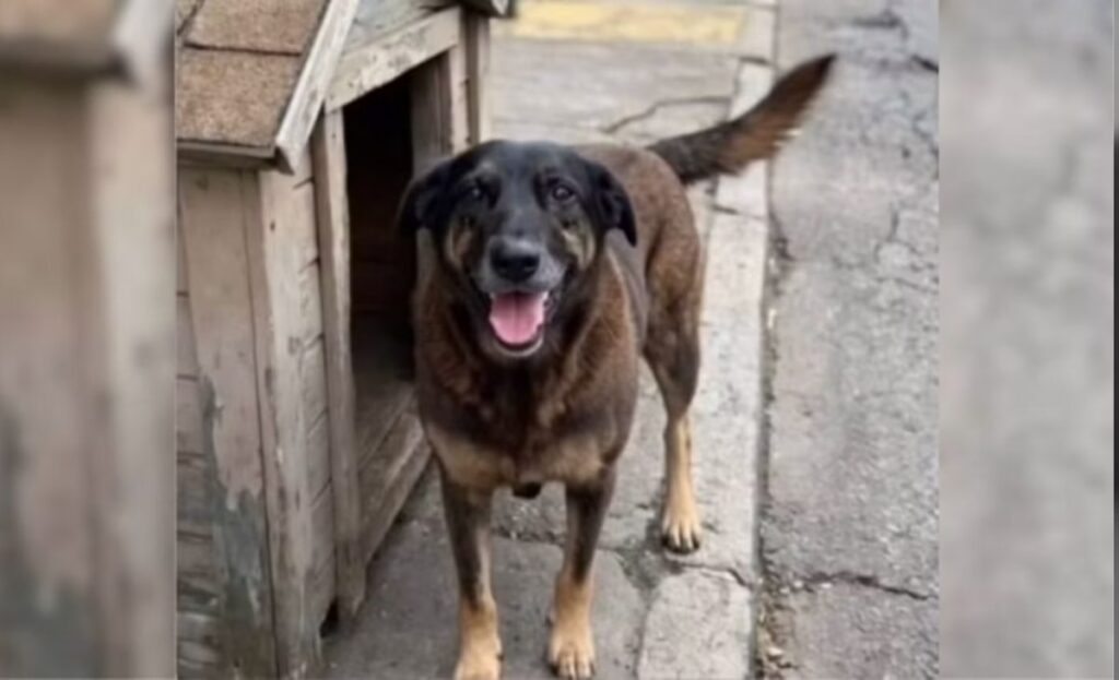Cão Orelha, agredido sem causa aparente em Florianópolis (SC), terá corpo exumado