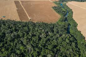Área florestal ao lado de área desmatda